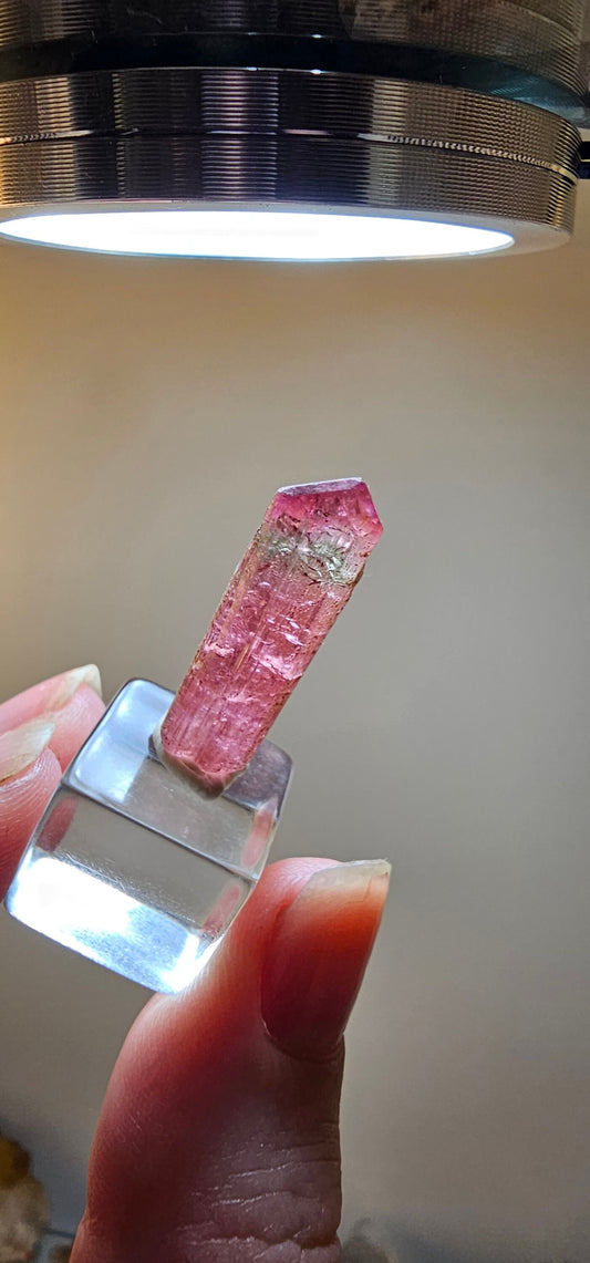 Bright Pink and Blue Rubellite Tourmaline, 2.3g Jewelry Sized, Collector Crystal, Elbaite Specimen from Nigeria, Phantom, Raw/Untreated