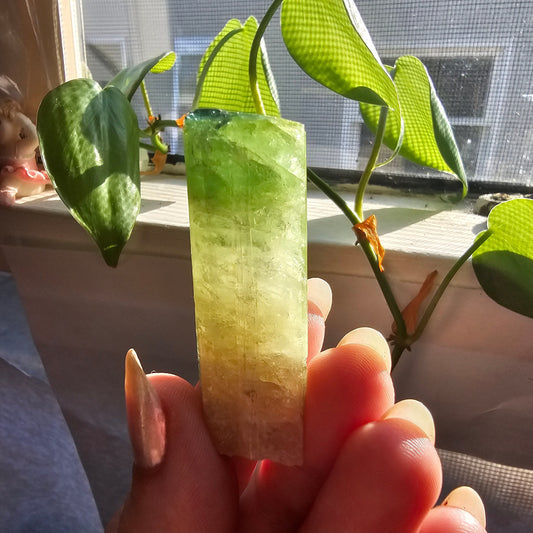 Green Tourmaline, 18g Large Specimen Grade, Apple Green, Yellow and Pink Elbaite, Tabular Tabby Crystal, Cruziero Brazil, Collector Gem
