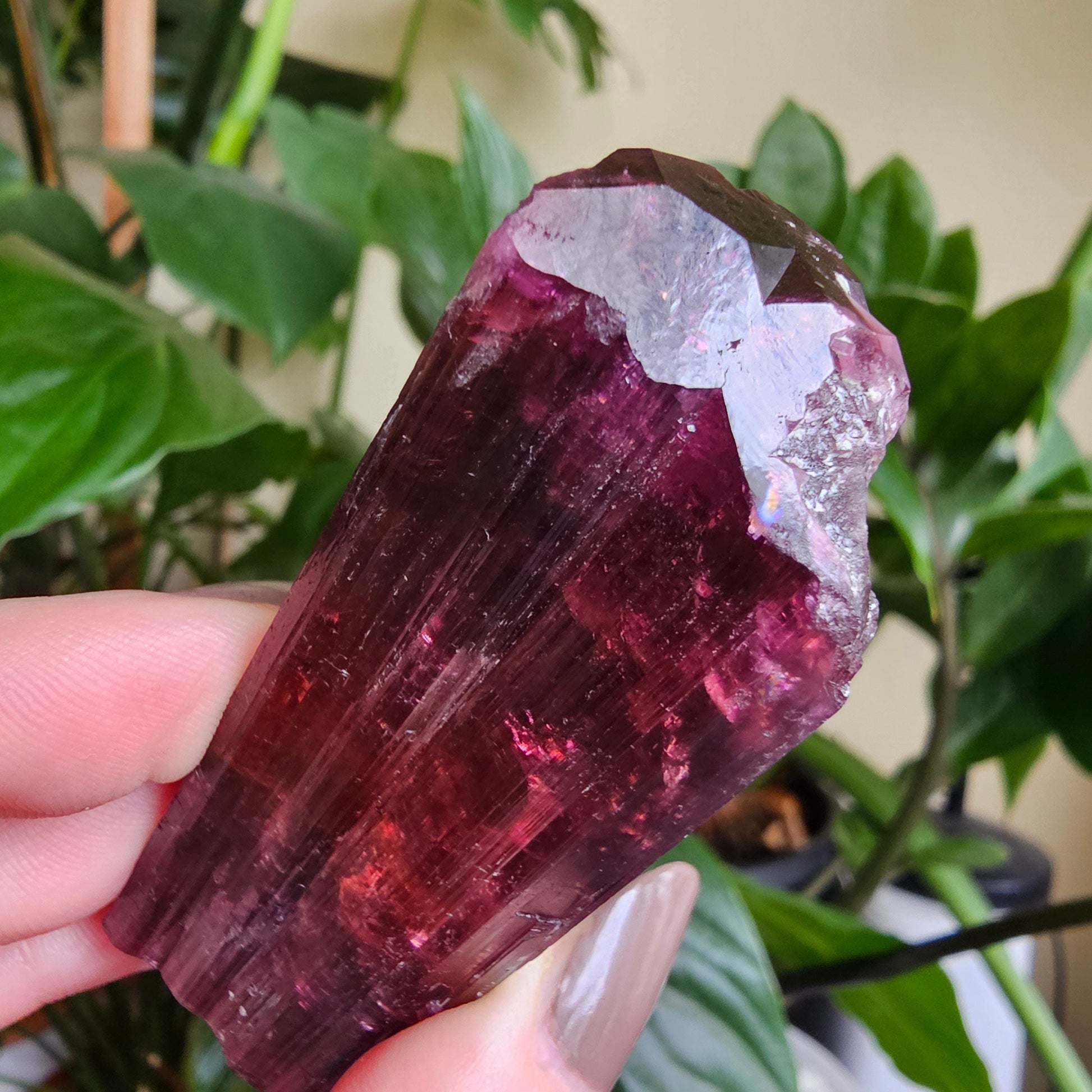 XL Rubellite, Bicolor Tourmaline, Polychrome Elbaite, Record Keepers, Large 79g Crystal, High Grade Raw, Collector Specimen