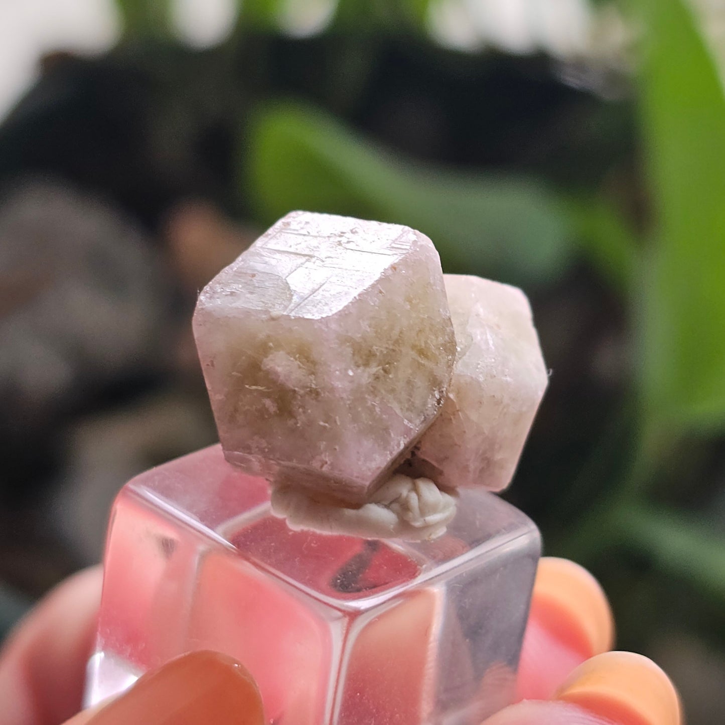 Pink and Green Garnet, Sierra de Cruces, Mexico, Old Stock, Lustrous Terminated, Twinned Grossular Garnet, Baby Pink, Watermelon, Collector