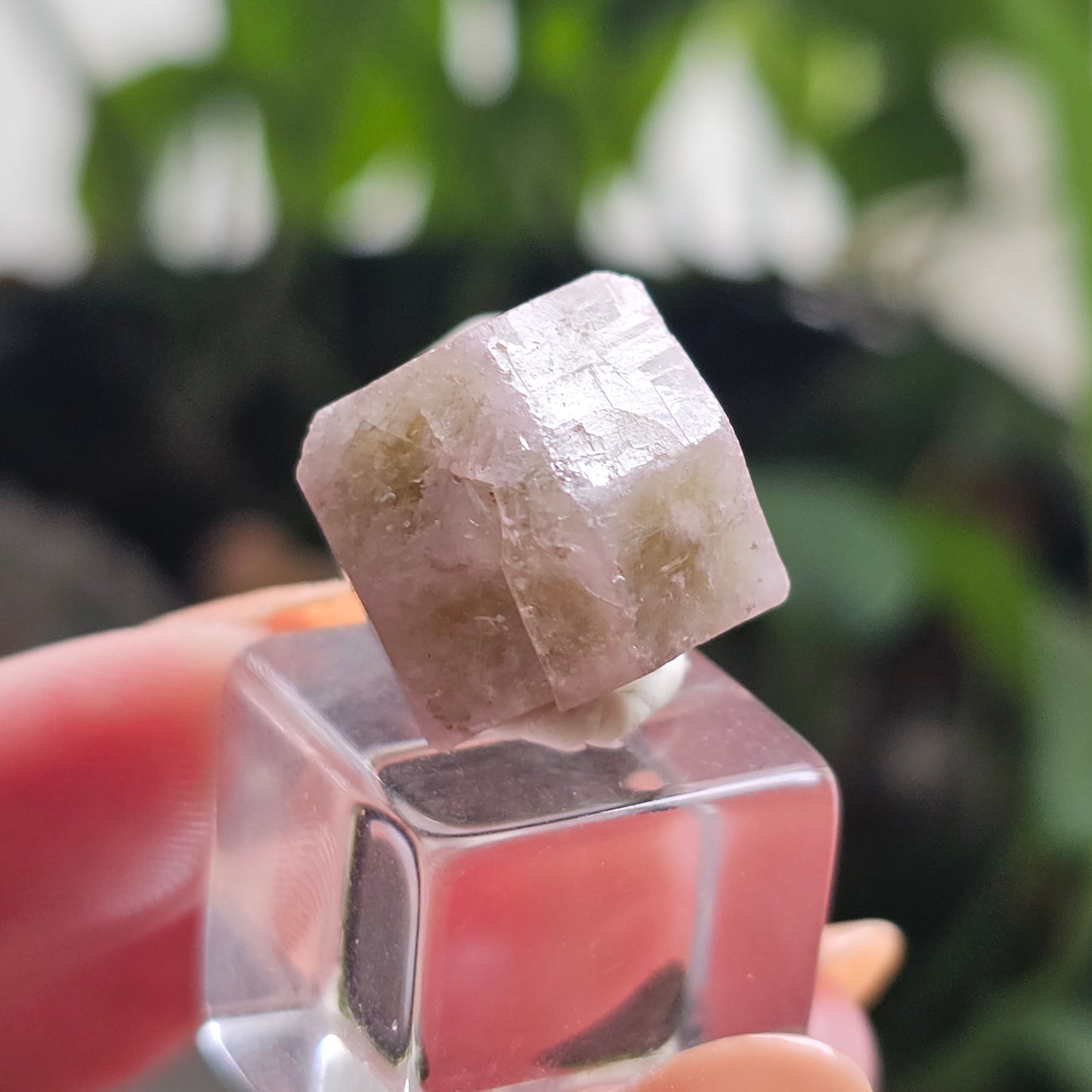 Pink and Green Garnet, Sierra de Cruces, Mexico, Old Stock, Lustrous Terminated, Twinned Grossular Garnet, Baby Pink, Watermelon, Collector