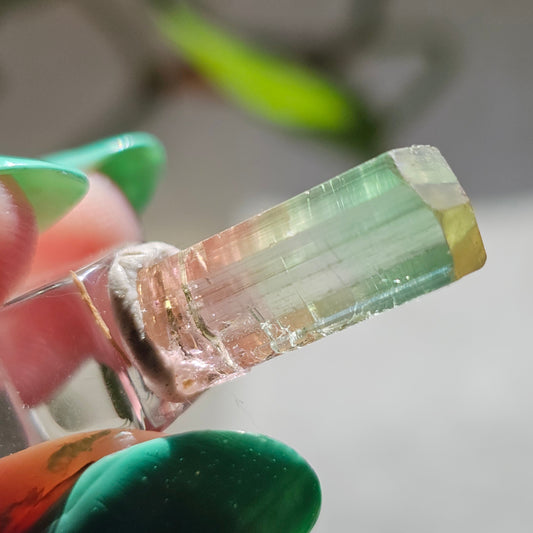 Tricolor Tourmaline Crystal, 9ct Raw Terminated Elbaite, Rare Gemstone, Perfect Termination, Pink Yellow and Green Tourmaline, October Stone