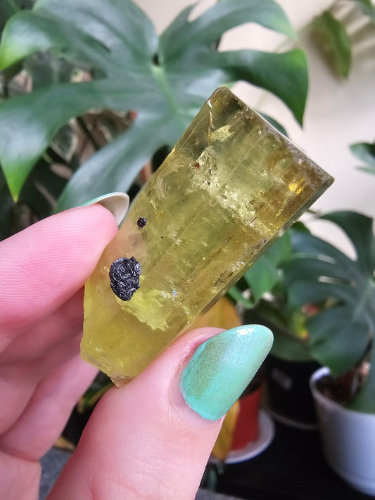 Heliodor w Hematite Rose, Big 25g Bright Yellow Beryl Crystal, Raw Terminated, High Luster, Saturated, Rare Collector Gemstone, Fine Mineral