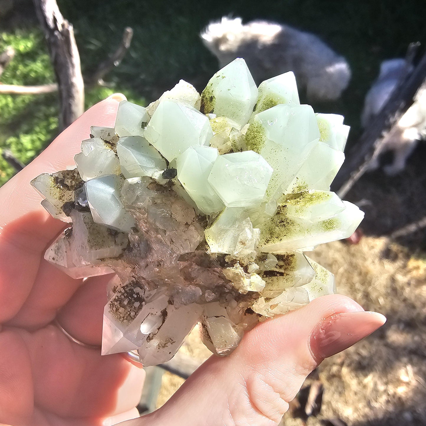 Epidote & Minty Blue Phantom Quartz ~ Very Rare Radial, Flowering Formation