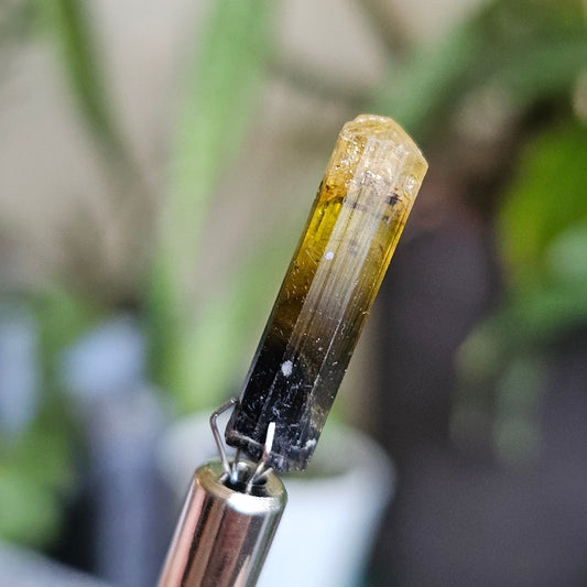 Rare Yellow and Black Elbaite Tourmaline, Old Stock Raw Crystal Specimen from Malkhan Russia | Bright Yellow, Terminated Small Thumbnail Gem