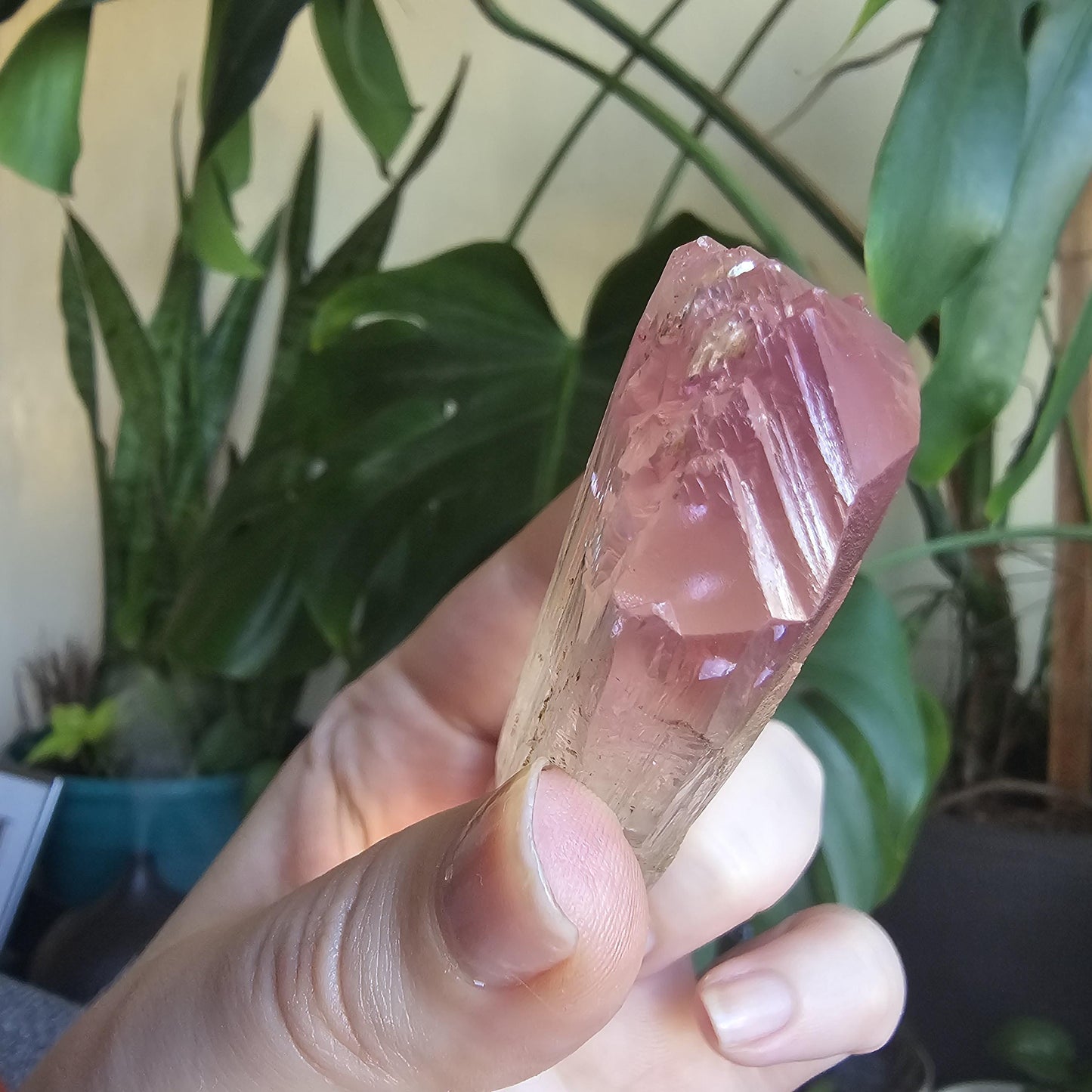 Museum Grade Bicolor Spodumene var. Kunzite Crystal