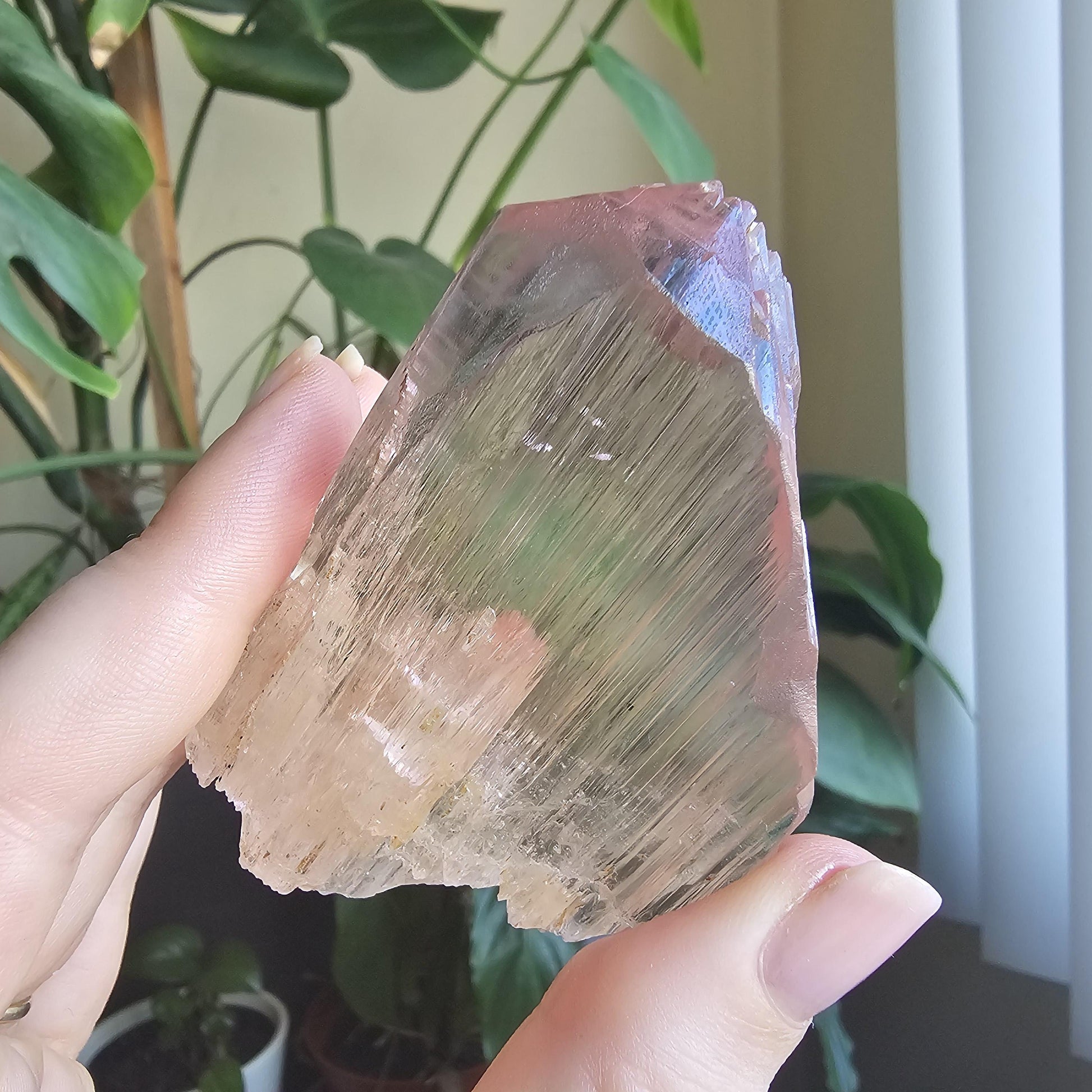 Museum Grade Bicolor Spodumene var. Kunzite Crystal