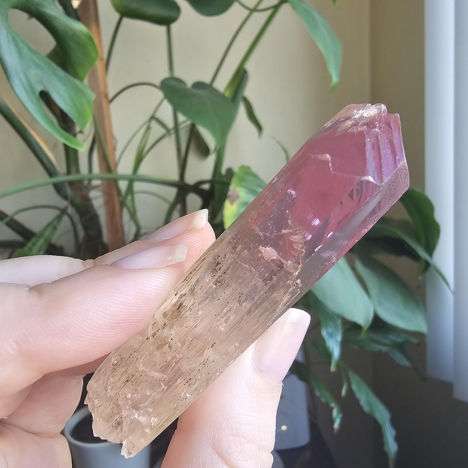 Museum Grade Bicolor Spodumene var. Kunzite Crystal