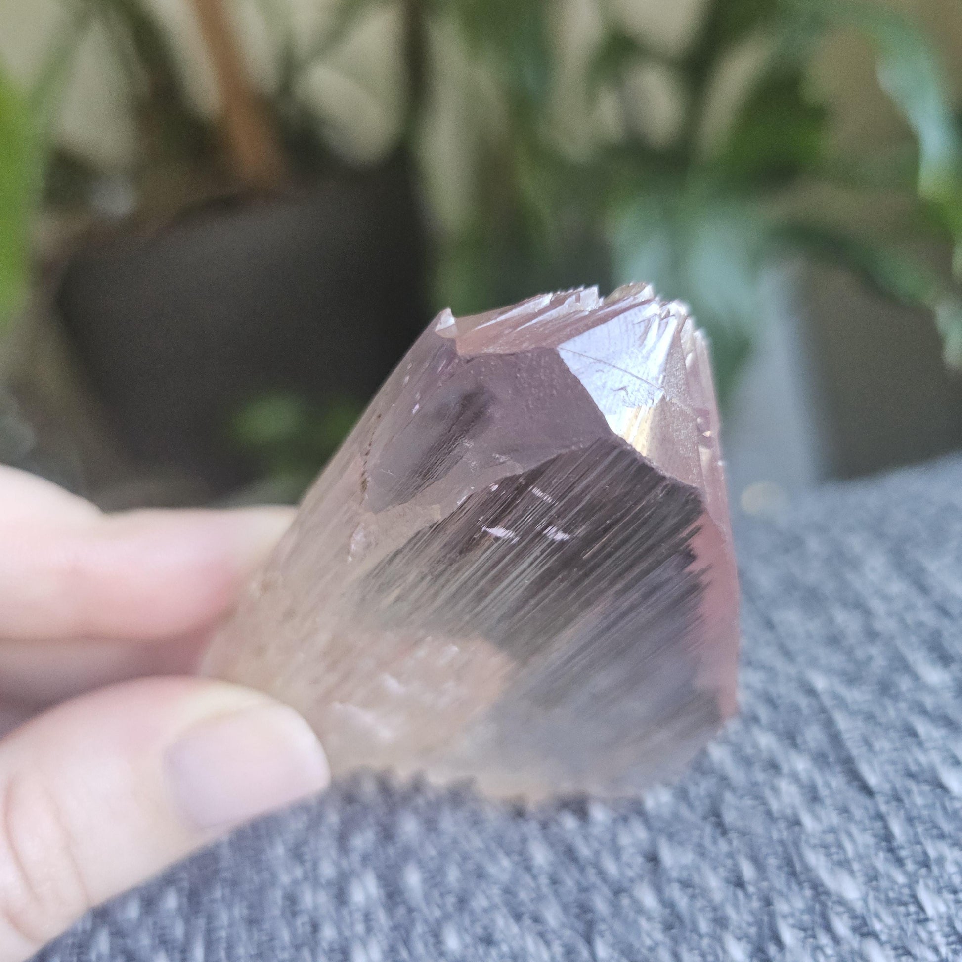 Museum Grade Bicolor Spodumene var. Kunzite Crystal