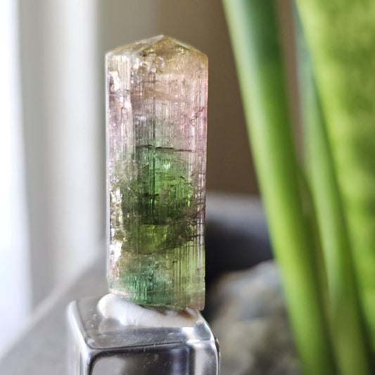Tourmaline var. Elbaite, Taquaral Brazil, Rainbow Terminated Crystal, Rare Raw October Birthstone, Teal Green Yellow and Pink Gemstone