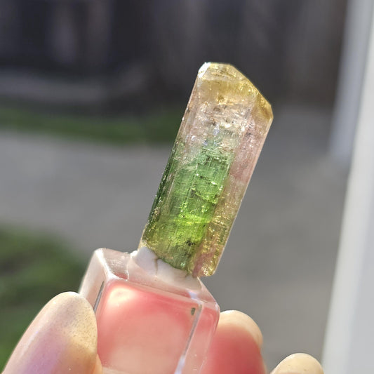 Tourmaline var. Elbaite, Taquaral Brazil, Rainbow Terminated Crystal
