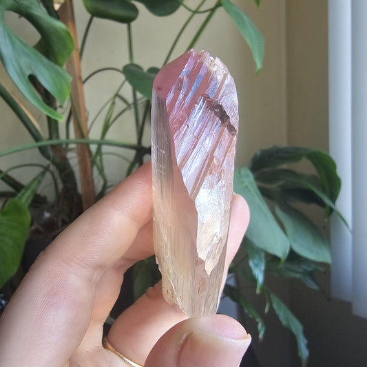 Museum Grade Bicolor Spodumene var. Kunzite Crystal