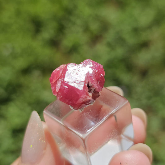 Raspberry Garnet Crystal Cluster w Black Core, Sierra de Cruces, Mexico <100