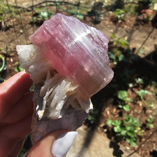 Himilaya Pink and Green Tourmaline, Himalaya Mine in California, w Lustrous Microline Feldspar & Cleavandite, Source Traced 90s Material