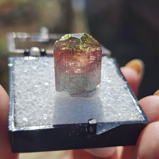 Colorful 3.9g Tourmaline Crystal from Aricanga, Brazil with Triangle Termination, Thumbnail Size in Perky Box
