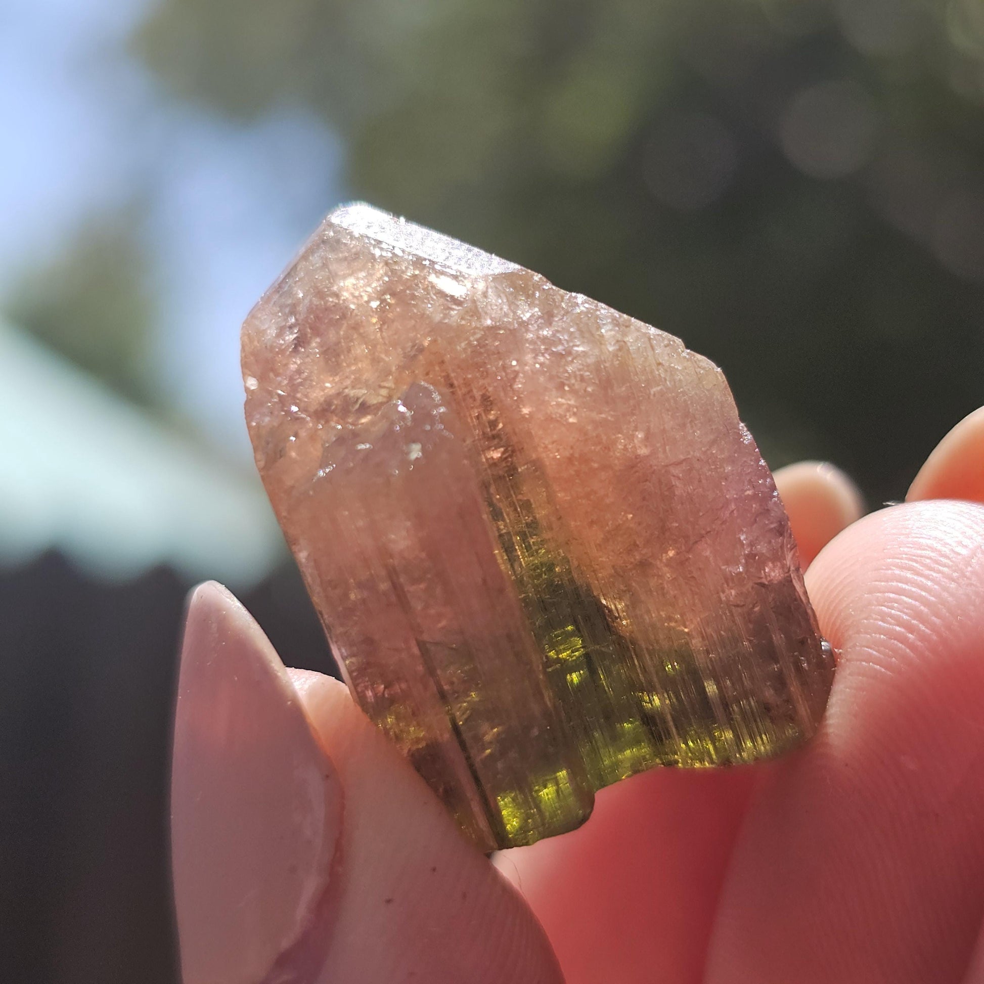 Madagascar Tourmaline, Old Stock Rainbow Liddicoatite