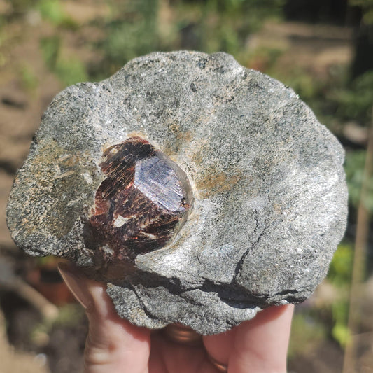 Huge Almandine Garnet Crystal in and Through Sparkly Grey Mica Schist | Rare One of a Kind Collector Mineral Specimen from Wrangell Alaska