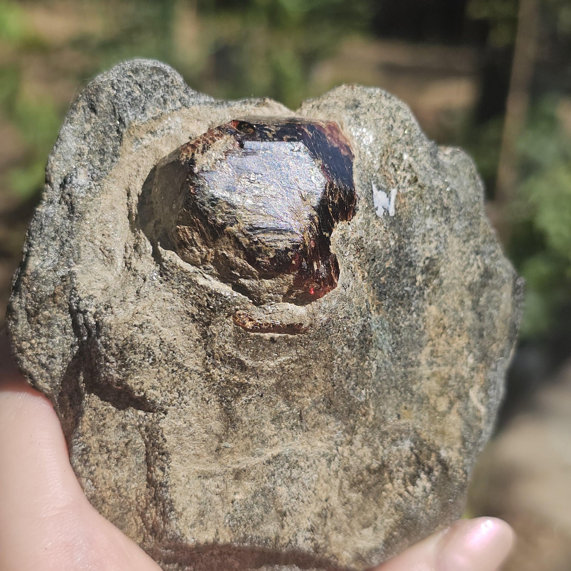 Huge Almandine Garnet Crystal in and Through Sparkly Grey Mica Schist | Rare One of a Kind Collector Mineral Specimen from Wrangell Alaska