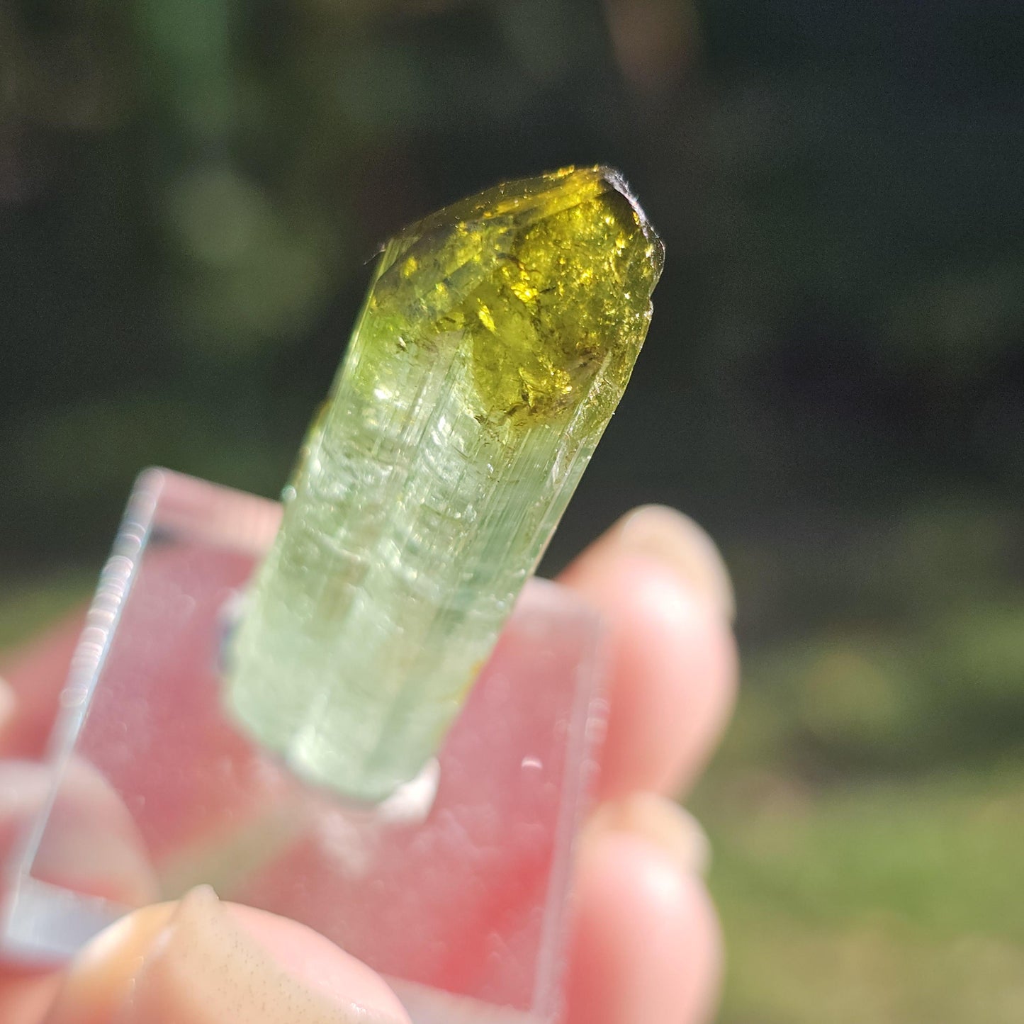 Fairy Castle Elbaite ~ Self-Standing DRC Teal Blue w Green Cap, Rare Raw Tourmaline Collector Specimen w Pointed Termination