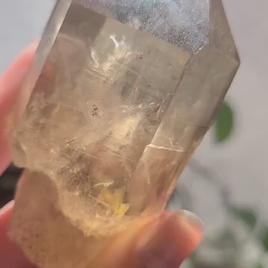 California Citrine, Sceptre Formation, Rare, Raw, Hand Dug Local Crystal, Hallelujah Junction, by Lake Tahoe, High Grade, Local Quartz Gem,