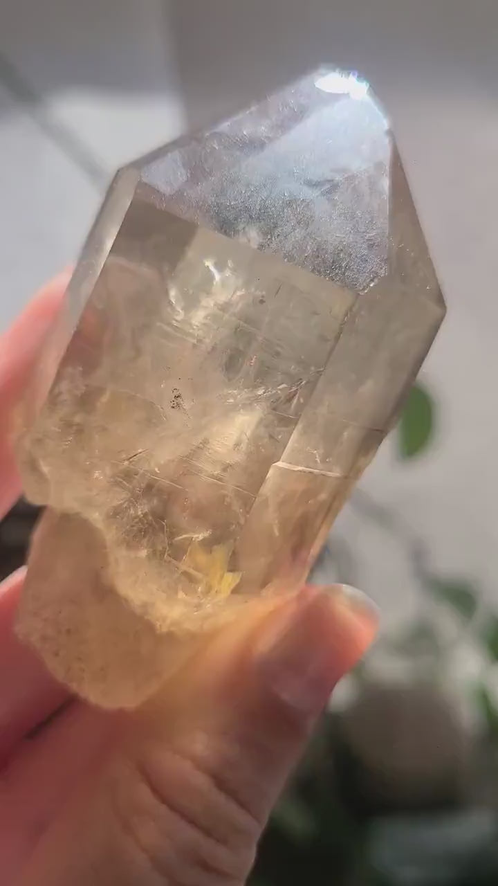 California Citrine, Sceptre Formation, Rare, Raw, Hand Dug Local Crystal, Hallelujah Junction, by Lake Tahoe, High Grade, Local Quartz Gem,
