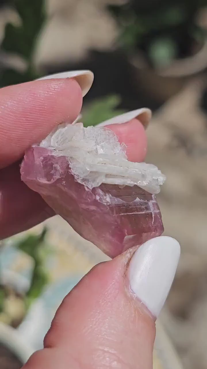 Juicy Pink and Green Tourmaline from the California Himalaya Mine w Lustrous White Cleavandite, Source Traced 90s Material