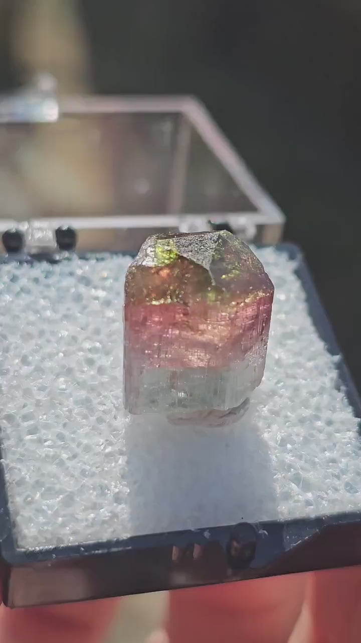 Colorful 3.9g Tourmaline Crystal from Aricanga, Brazil with Triangle Termination, Thumbnail Size in Perky Box