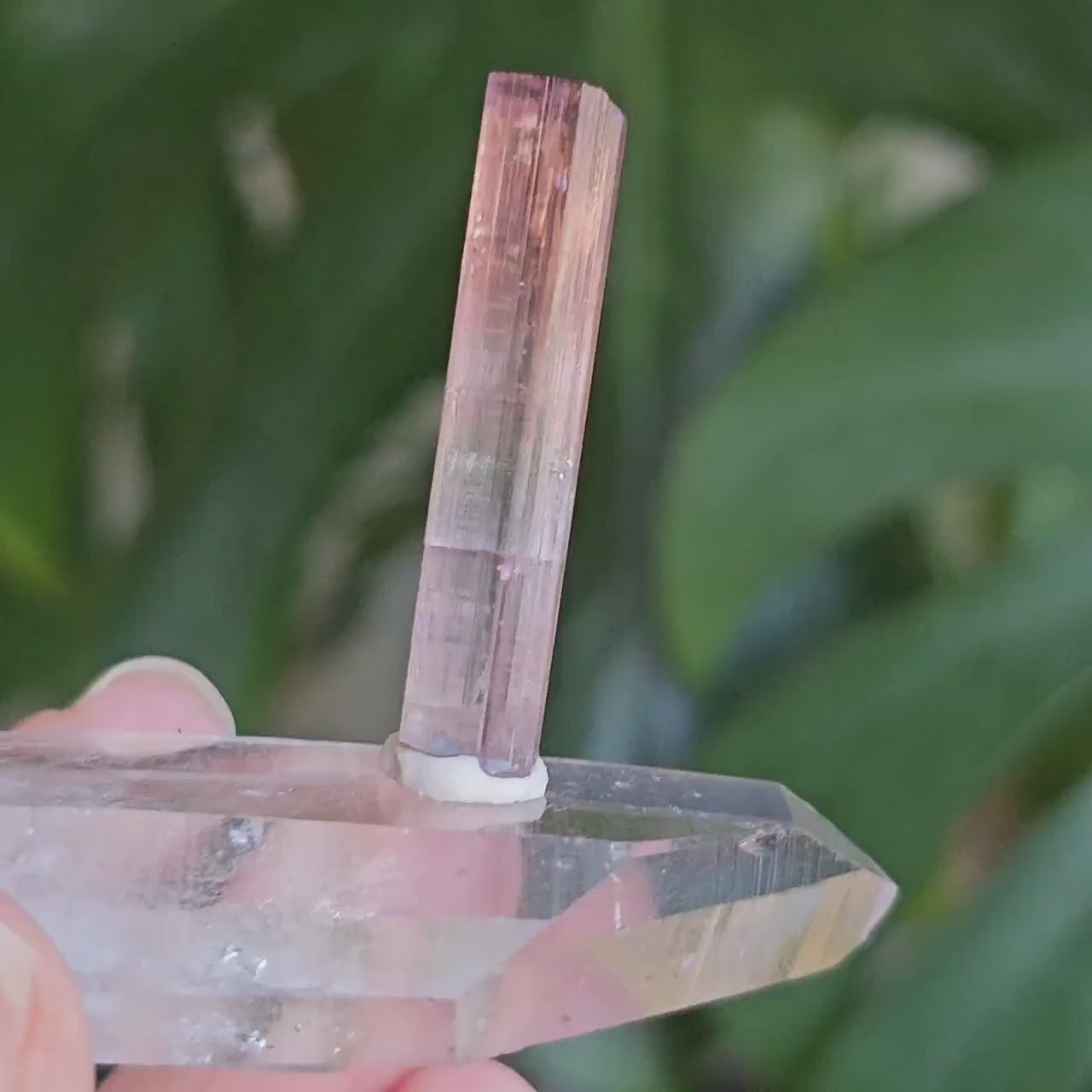 California Pink Tourmaline Pencil Crystal from the Himilaya Mine near San Diego | Rare Rainbow Multicolored Elbaite Gemstone w Ombre Effect