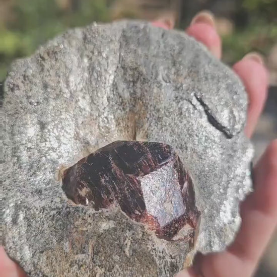 Huge Almandine Garnet Crystal in and Through Sparkly Grey Mica Schist | Rare One of a Kind Collector Mineral Specimen from Wrangell Alaska