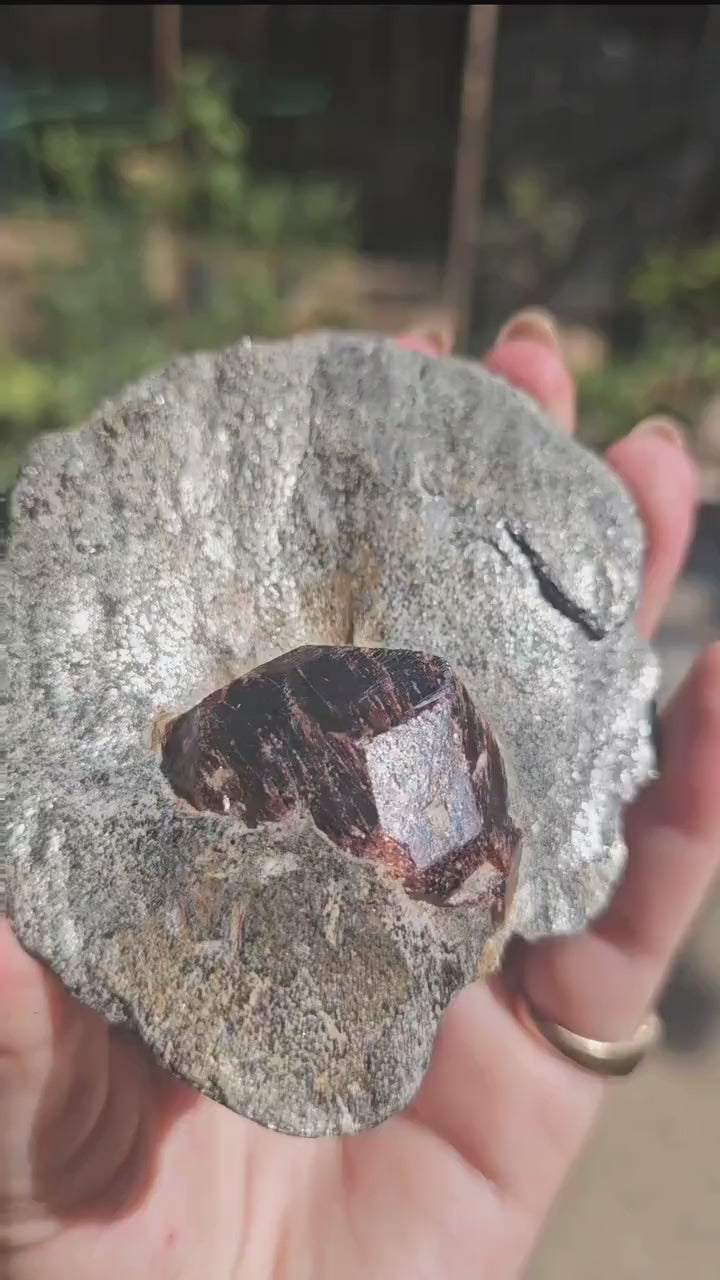 Huge Almandine Garnet Crystal in and Through Sparkly Grey Mica Schist | Rare One of a Kind Collector Mineral Specimen from Wrangell Alaska