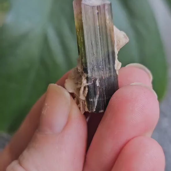 Tourmaline Crystal w Cleavandite, 9.2g Stak Nala Green & Pink Elbaite, Watermelon Tourmaline Colors, Distinct Light Shifts, Rare Mineral Art