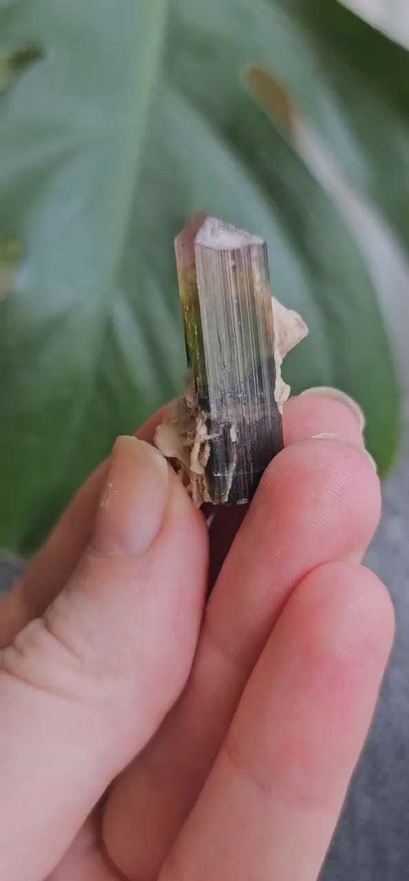 Tourmaline Crystal w Cleavandite, 9.2g Stak Nala Green & Pink Elbaite, Watermelon Tourmaline Colors, Distinct Light Shifts, Rare Mineral Art