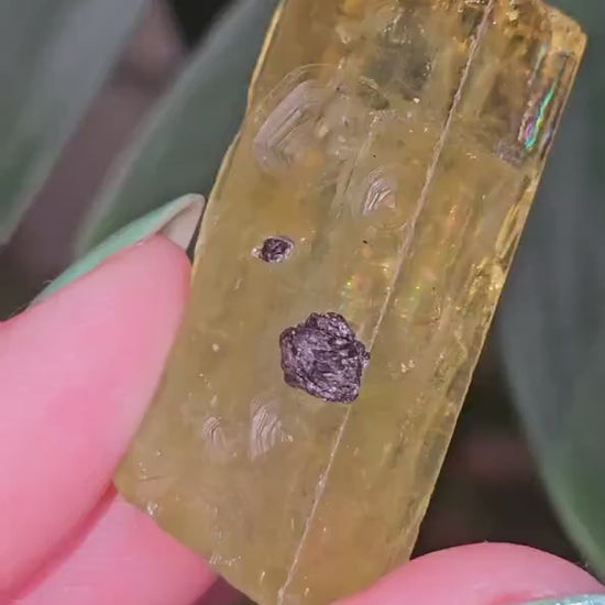 Heliodor w Hematite Rose, Big 25g Bright Yellow Beryl Crystal, Raw Terminated, High Luster, Saturated, Rare Collector Gemstone, Fine Mineral