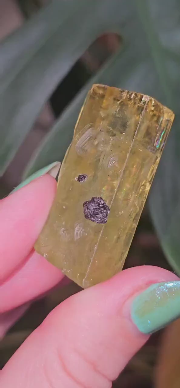 Heliodor w Hematite Rose, Big 25g Bright Yellow Beryl Crystal, Raw Terminated, High Luster, Saturated, Rare Collector Gemstone, Fine Mineral