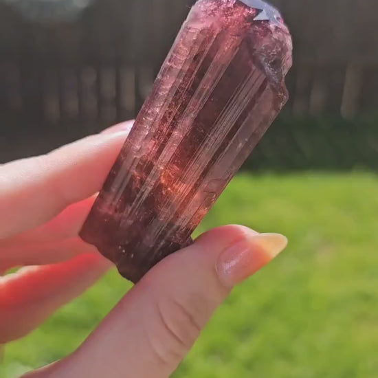 XL Rubellite, Bicolor Tourmaline, Polychrome Elbaite, Record Keepers, Large 79g Crystal, High Grade Raw, Collector Specimen