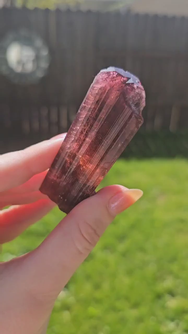 XL Rubellite, Bicolor Tourmaline, Polychrome Elbaite, Record Keepers, Large 79g Crystal, High Grade Raw, Collector Specimen