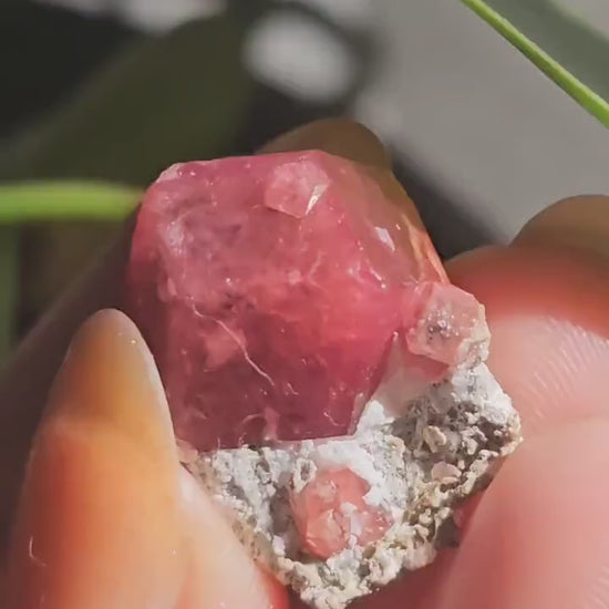 Raspberry Garnet on Matrix, Rare Raw Old Stock Mineral Specimen, Sierra de las Cruces Mexico, Local High End Rosalite, Deep Lustrous & Gemmy