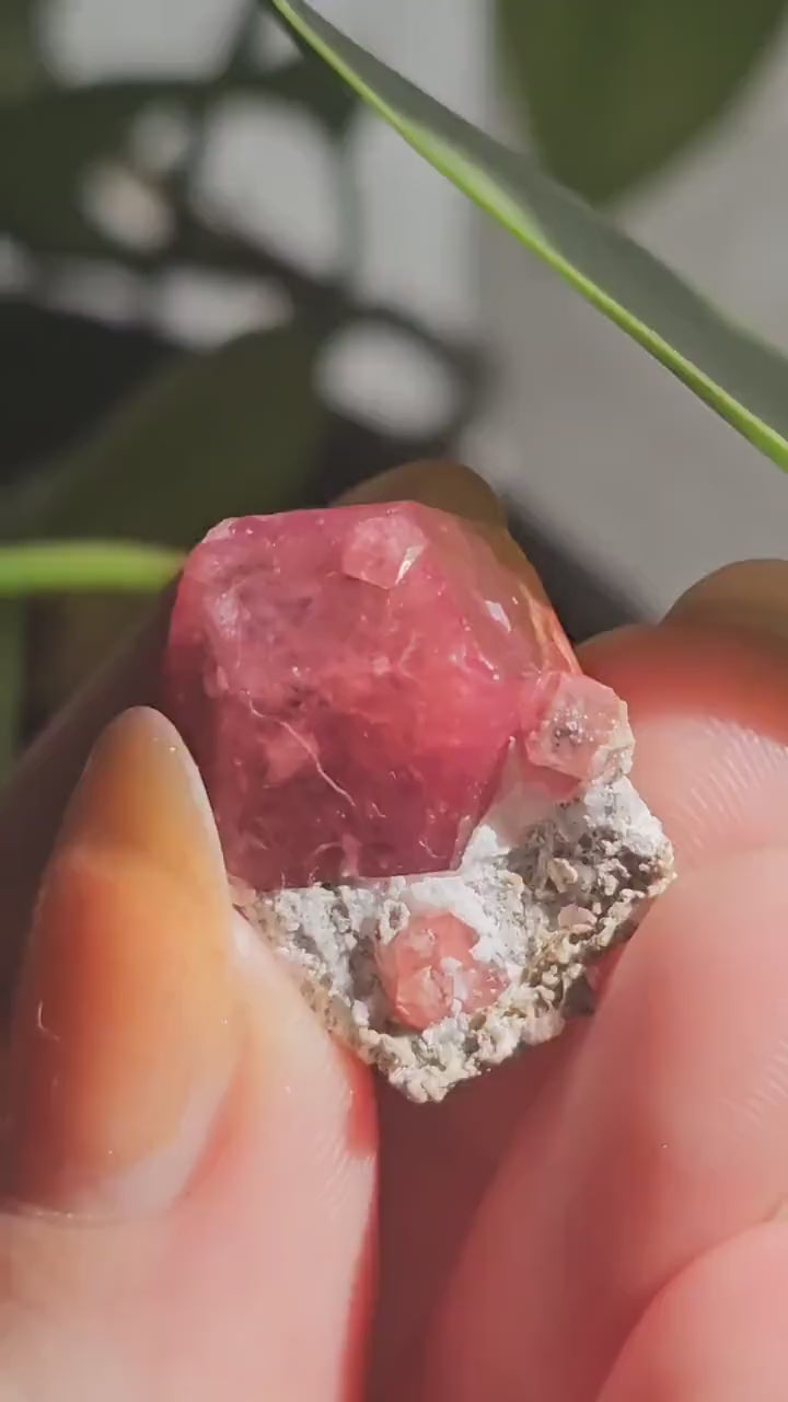 Raspberry Garnet on Matrix, Rare Raw Old Stock Mineral Specimen, Sierra de las Cruces Mexico, Local High End Rosalite, Deep Lustrous & Gemmy